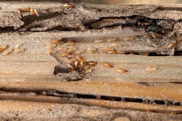 Best Local Pest Control Services  in Sherwood Manor, CT
